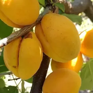 Абрикос